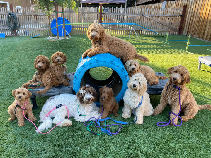 Pillar 5 The Human Component of Training Dogs