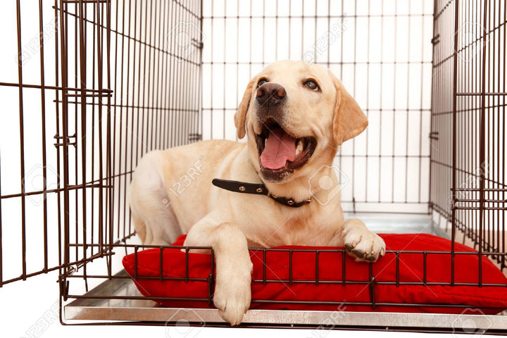 What does OUT OF CRATE TIME activities look like for a PUPPY?