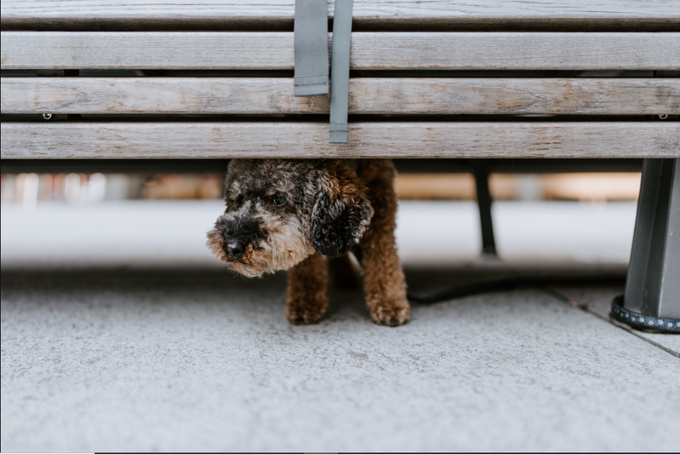 Understanding Why Your Dog is Nervous and Anxious