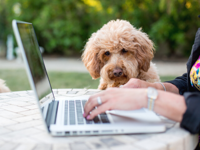 Pillar 4 Mastering Purpose Driven Activities for Training Dogs - Respect of Space