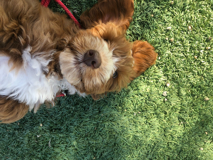 Does Your Dog Have What it Takes to be Working Dog?