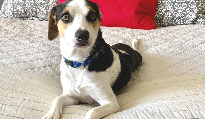 Should You Let Your Dog Sleep in Your Bedroom? (answer: in the future)