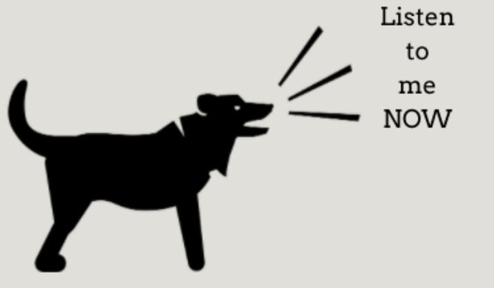 Why Is My Dog Skittish?