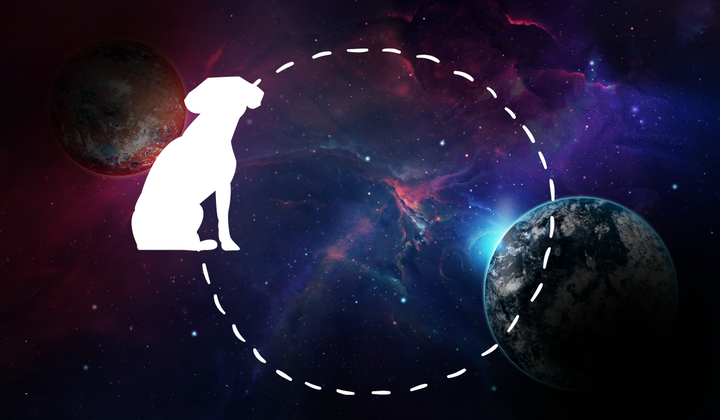 Teaching Your Pup They Are Not the Center of the Universe