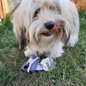 Hydrogen Peroxide Dog Vomit: What to Do When Your Dog Swallows Something