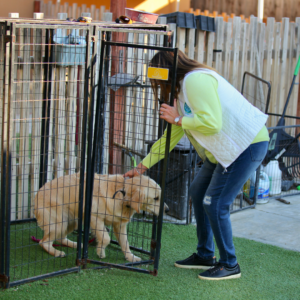 Spoiled Dog? Why Freedom Should Be Earned, Not Given