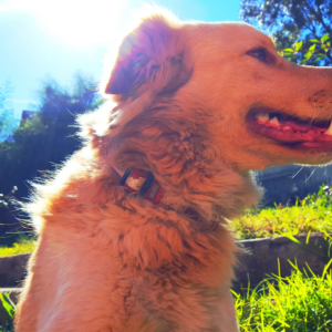 Summer Safety for Dogs: How to Protect Your Pup from Heat Dangers
