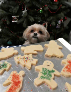 Choosing the Right Dog Food: Nutrition, Types, and Holiday Safety Tips for Your Canine Companion