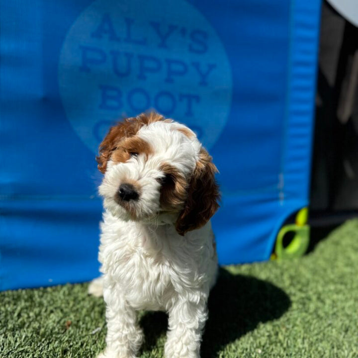 Leashed & Ready: How to Keep Your Dog Safe (and Your Sanity Intact) on Every Adventure