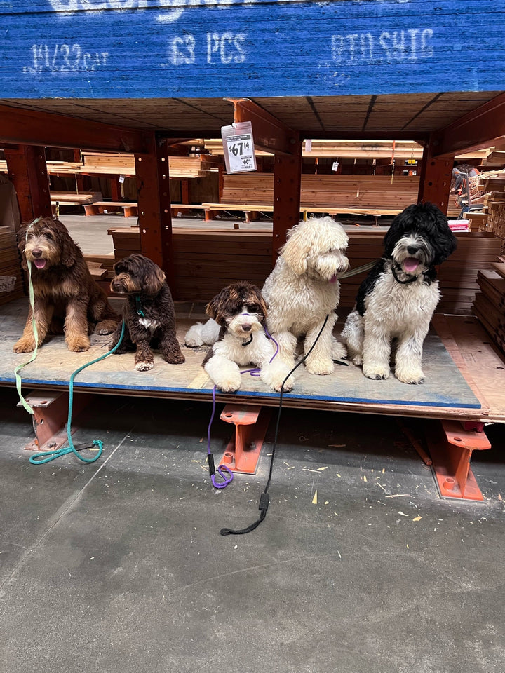 Pillar 3: Mastering Purpose Driven Activities for Training Dogs, Place