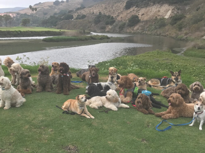 Living With a Trained Service Dog: Meet Archie and Lily