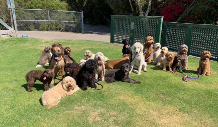 Top tips to get your dog to stop jumping, nipping and mouthing