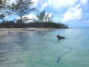 The Best Dog Leash for Beach Days: Good Walker Beach & Lake