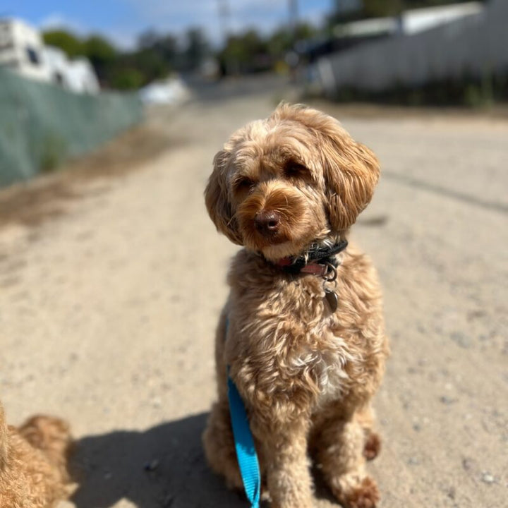 Winter Comfort: Why the Good Walker Hands-free Leash is Your Perfect Holiday Companion for 2025