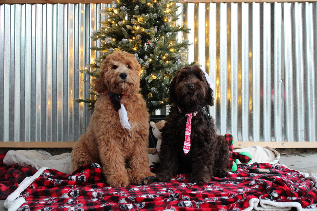 Planning a Puppy Surprise This Christmas?