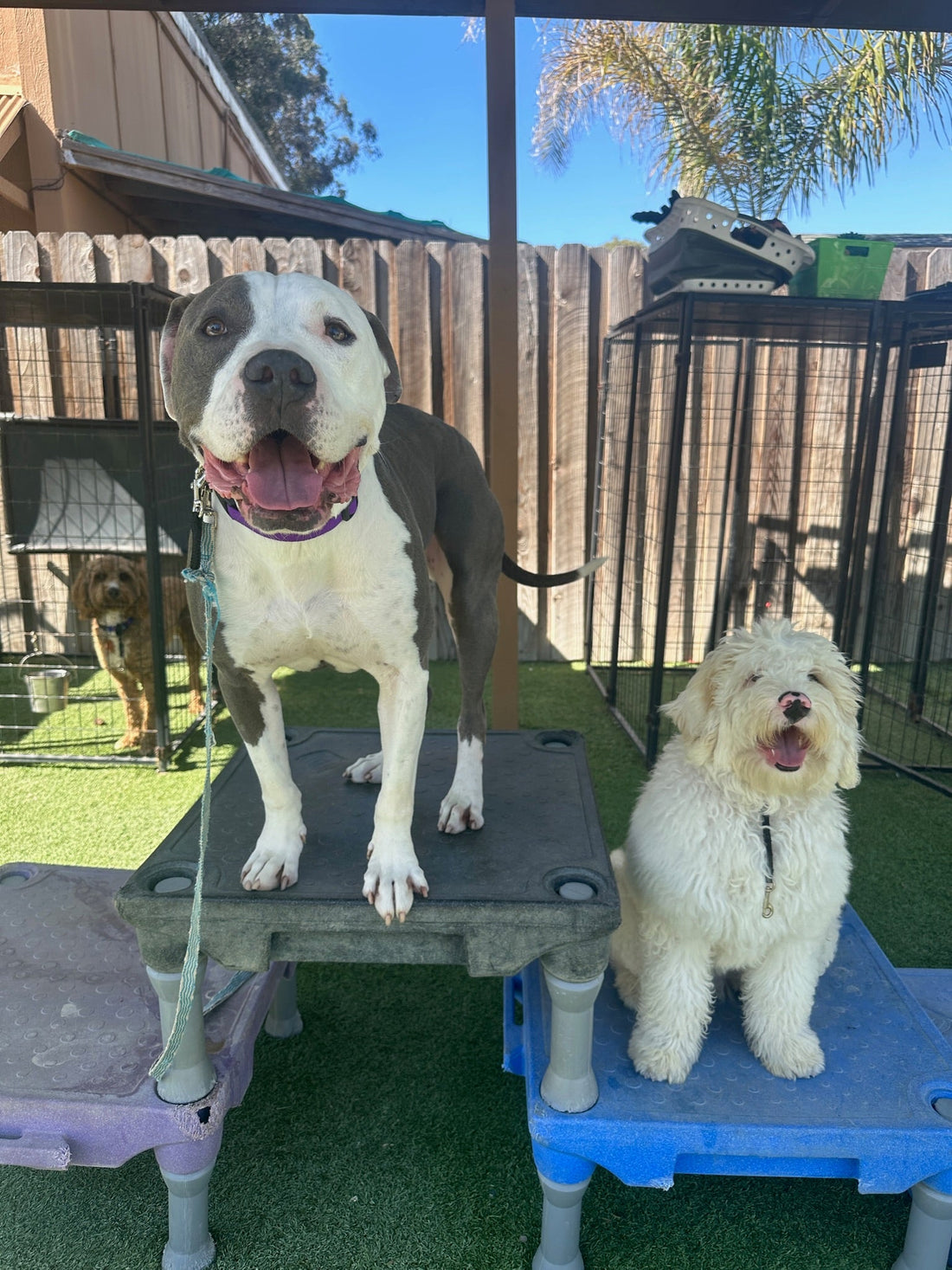Trained Dogs for Sale: Unveiling the Training Techniques Used