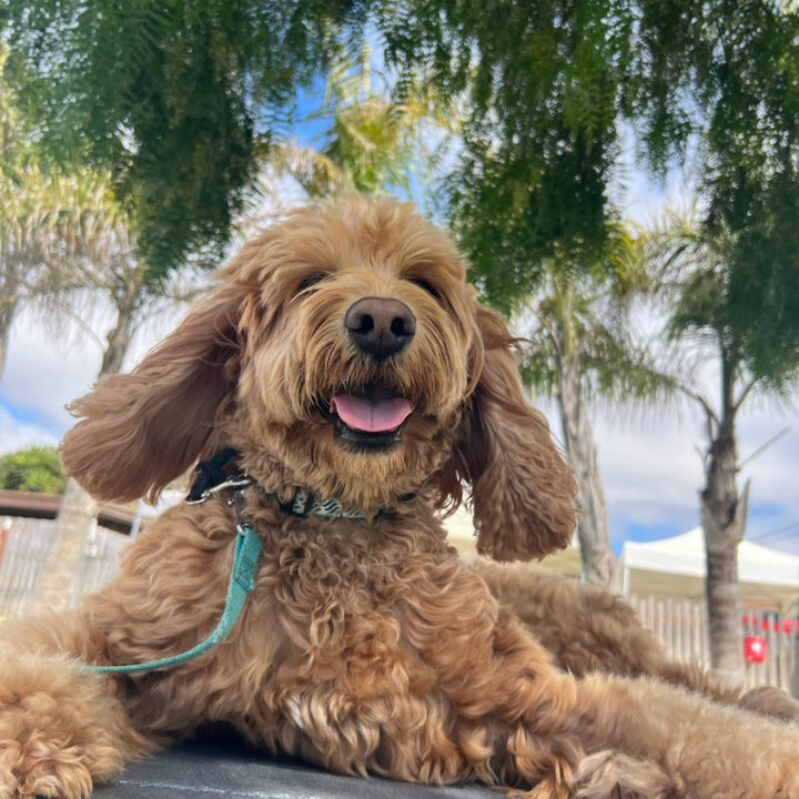 The Best Age to Start Professional Dog Training: Early vs. Later Training