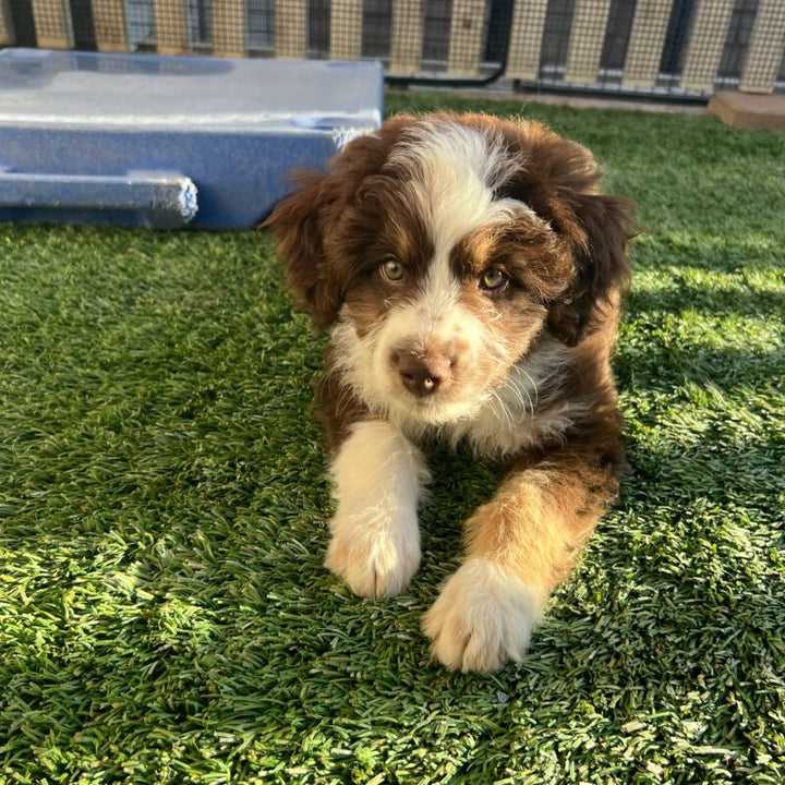 Why In-Person Training Prepares Your Dog for Real Life