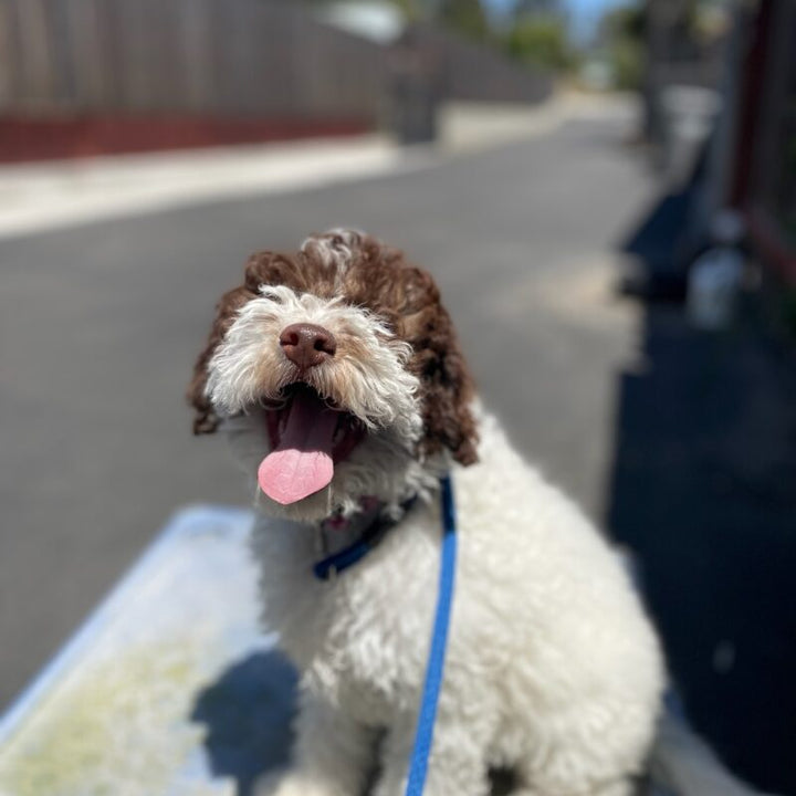 Puppy Training 101: Building the Foundation for a Well-Behaved Dog