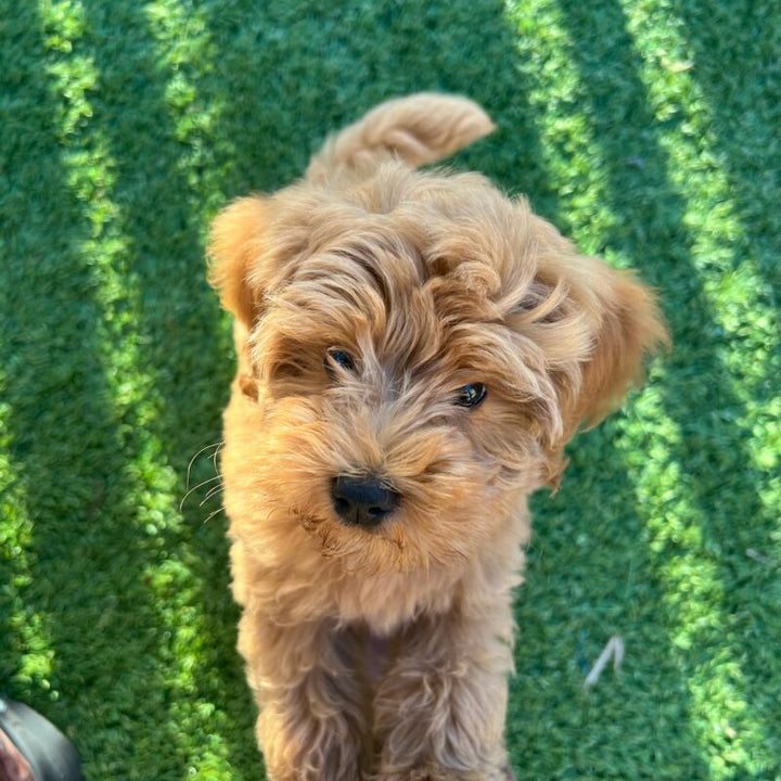 The Advantages of Buying a Trained Dog vs. Training from Scratch