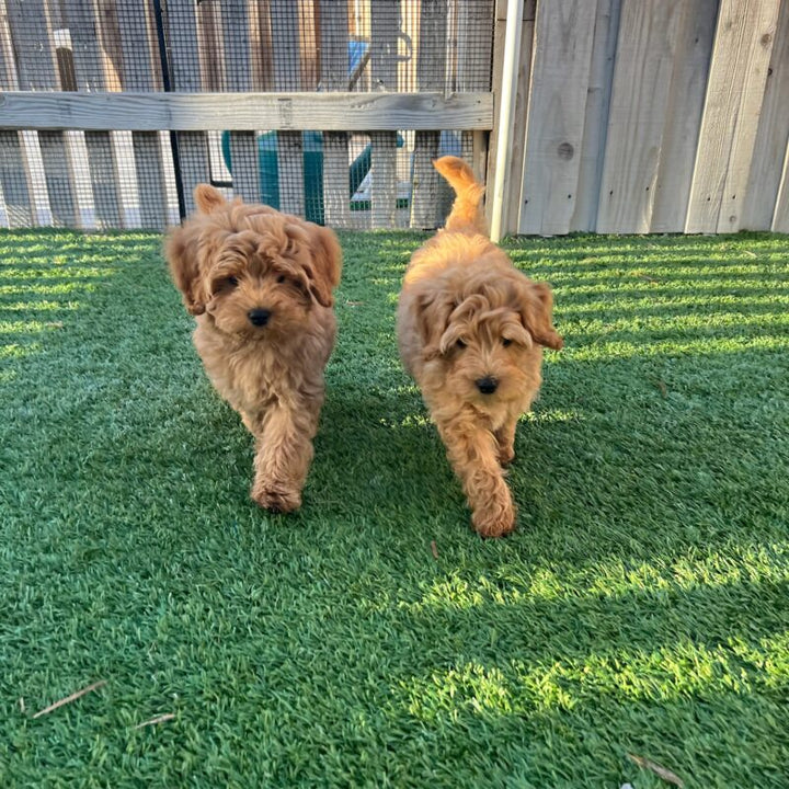 How Training a Dog Early Makes a Big Difference in Their Behavior Later