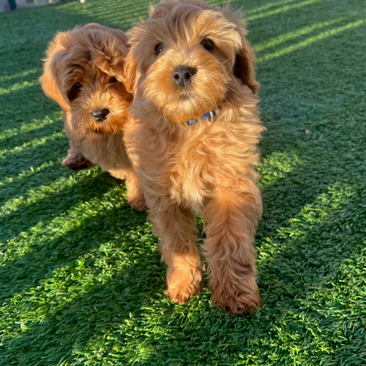 From Puppy to Perfect Companion: Why Our Trained Dogs Make a Big Difference