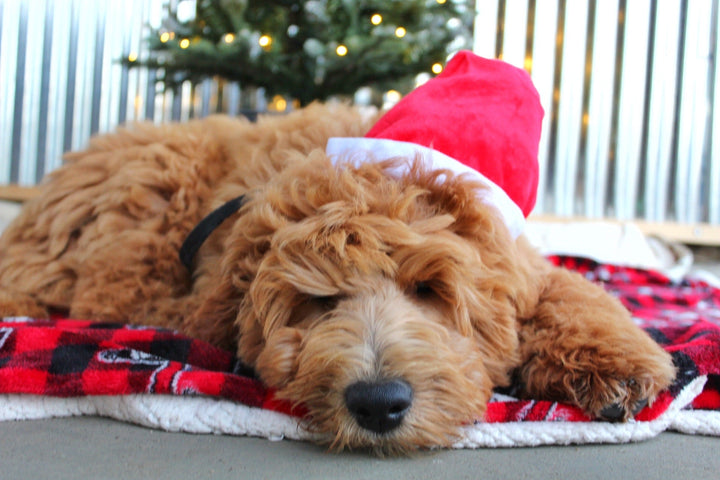 How to ensure a Stress-Free Holiday Season for You and Your Dog