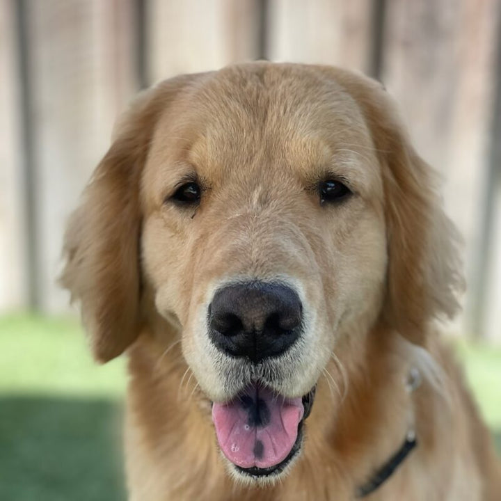 How to Train Your Dog for a Happy and Obedient Life