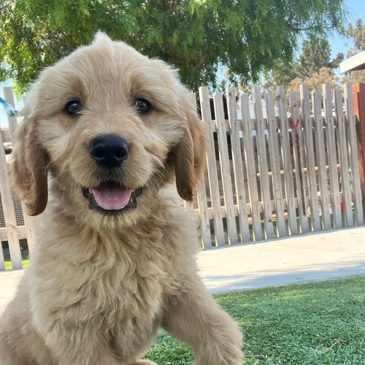 How to Teach Your Dog to Come When Called