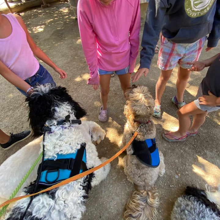 Dog Boundaries: Creating Safe Shared Spaces for Kids and Dogs