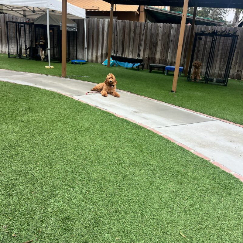 Coffee Runs to Phone Calls: Walking Made Easy with Good Walker Hands-free Leash