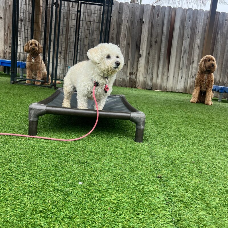 Perfect Training & Adventures with Good Walker Long Line Leash