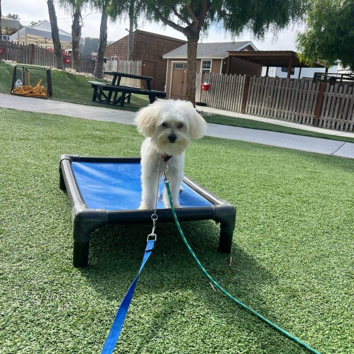 Find Your Perfect Companion: Pre-Trained Puppies and Dogs for Sale at Aly's Puppy Boot Camp