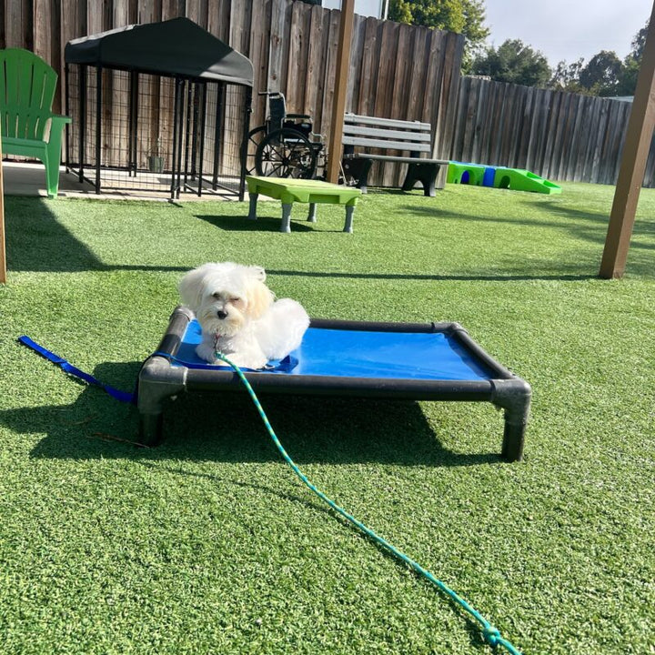Freedom and Control with the Good Walker Long Line Leash