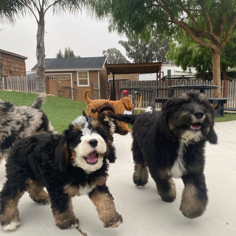 Dog Socialization: The Importance and Risks