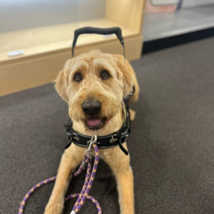 Is Your Dog Ready to Become a Working Dog?