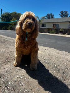 Find Perfect Techniques to Train Your Perfect Companion for a Calming Walk