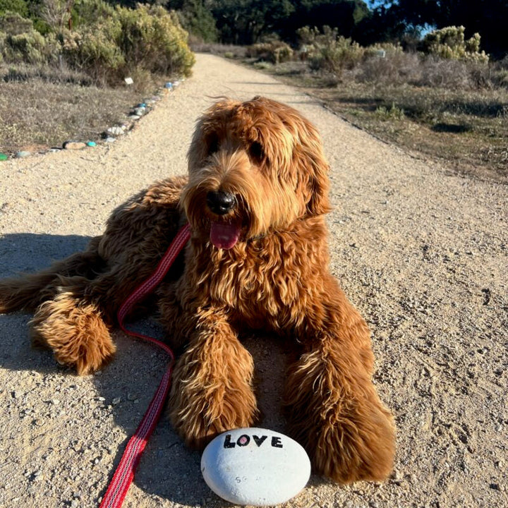 Why Is My Dog Barking So Much? Causes and Solutions