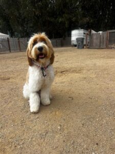 Why a Trained Dog Might Be the Best Choice for Your Family