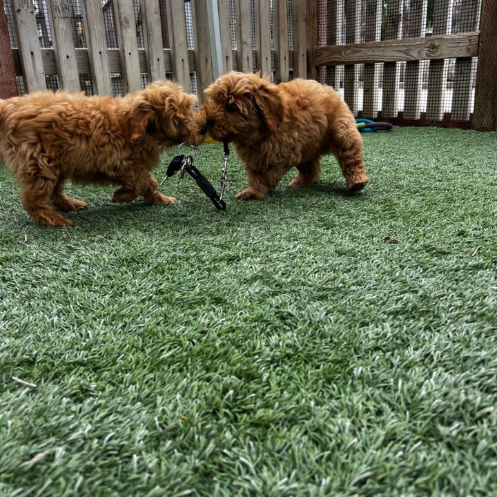 The Smarter Start: The Benefits of Bringing Home a Trained Dog