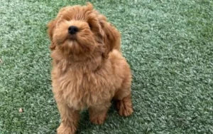 Get Started Anywhere: How to Begin Dog Training from Home