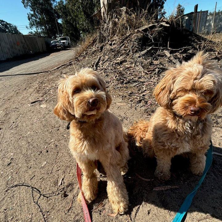 A Smart Start: Why a Fully Trained Dog Makes the Best Companion