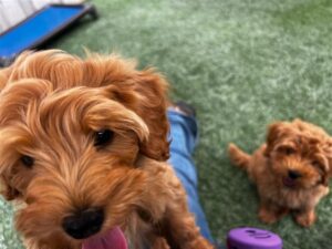 Teaching Calm Walking Habits Using Long Line Leash Practice