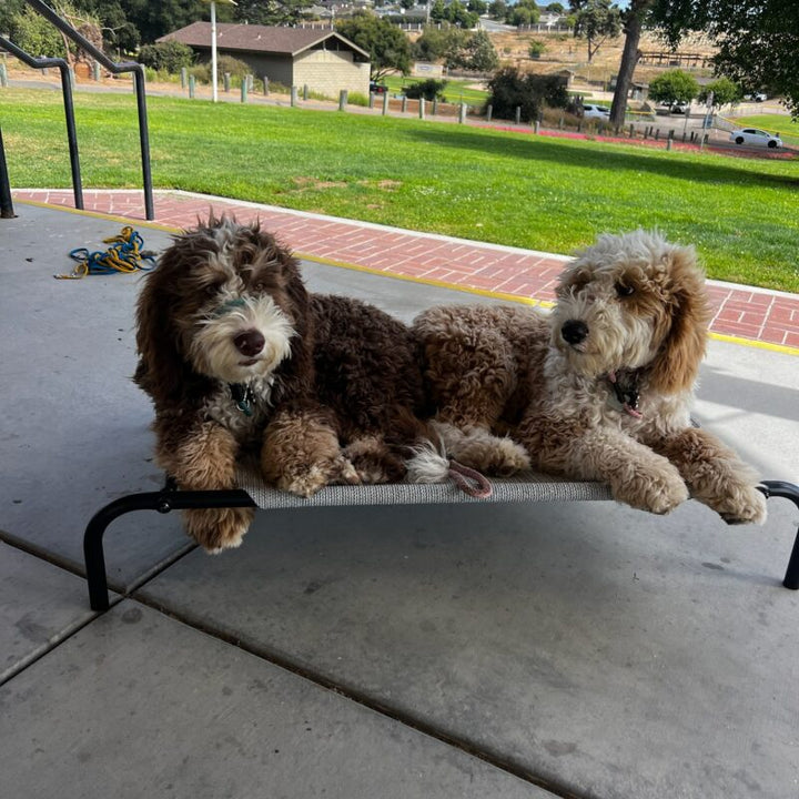 How a Fully Trained Dog Can Help Reduce Stress and Chaos at Home