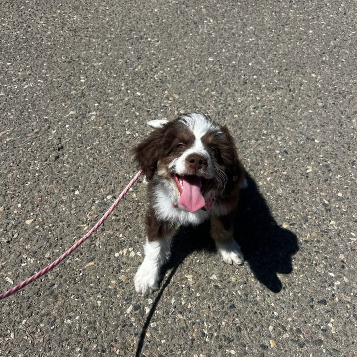 Good Walker Long Line Leash: Creating Safe Exploration Zones for Your Dog