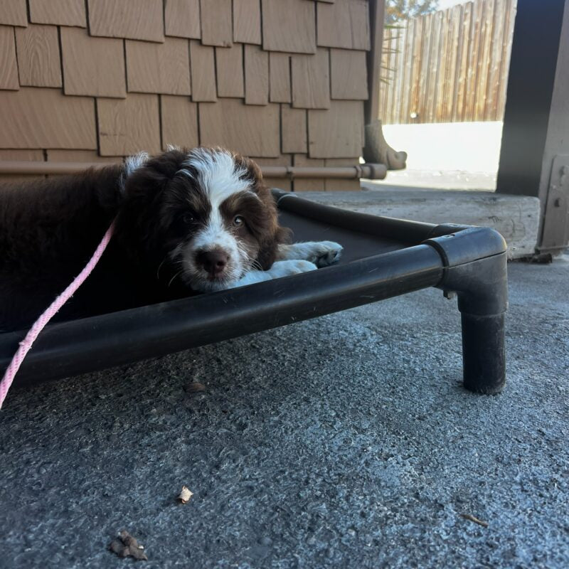 Give Your Dog the Comfort and Security They Deserve on Every Walk