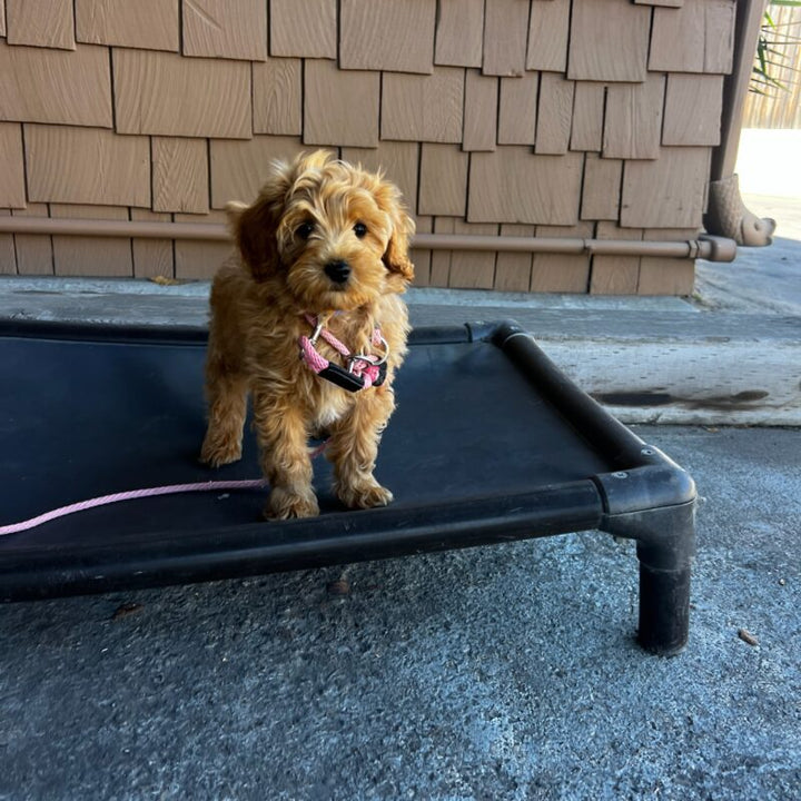 The Top 5 Mistakes Dog Owners Make with Leash Training and How to Avoid Them