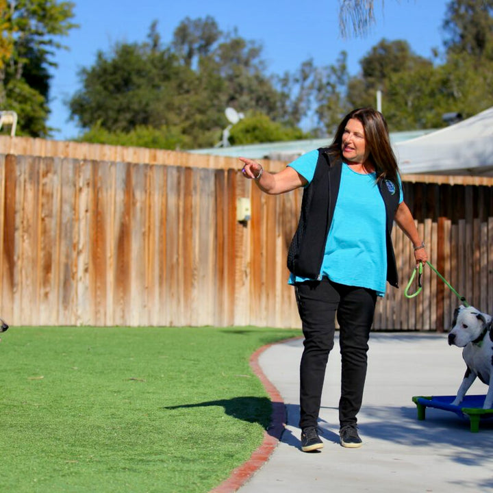 Speak Dog: Why Cues Are the Secret Sauce to Clarity, Confidence, and Connection