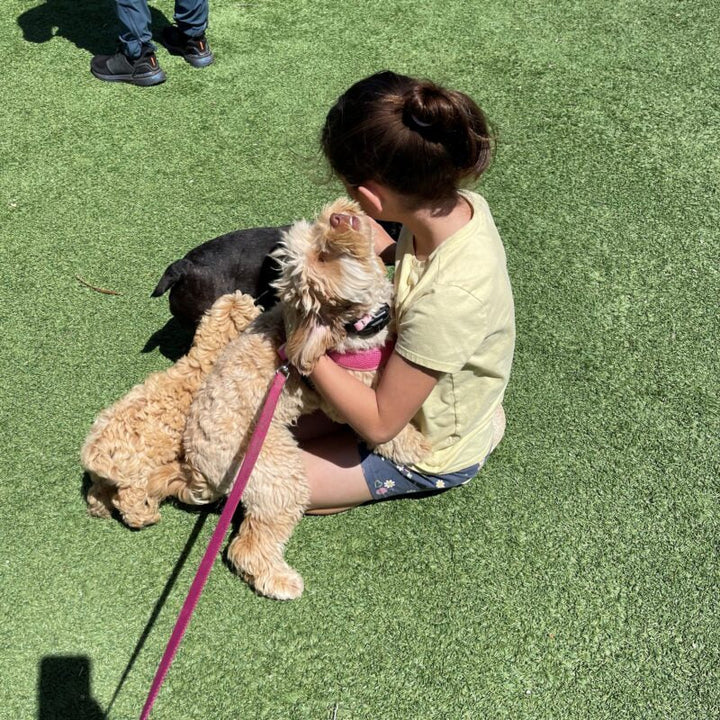 Trained Therapy Dogs for Sale at Aly's Puppy Boot Camp
