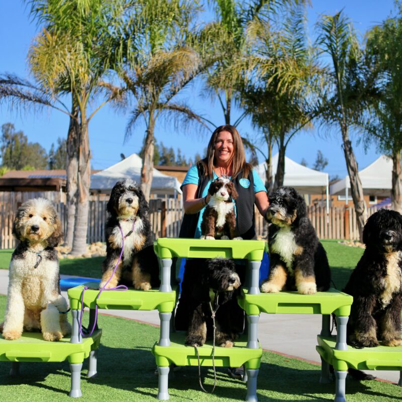 The Essential Dog Commands You Should Know